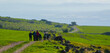 umm qais - irbid, jordan 06- Feb- 2023 - group of travelers walking a hiking trail between green fields and blue sky