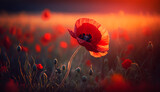 Fototapeta Natura - Flowers Red poppies blossom on wild field. Beautiful field red poppies with selective focus. Red poppies in soft light. Opium poppy. Natural drugs, generative ai