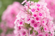 Pink phlox is blooming in the summer garden