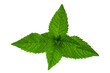 Mint leaf closeup on white