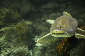 Wall Mural -  Sturgeon fish (kaluga, beluga) swim at the bottom of the aquarium. Fish underwater.