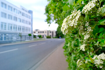 Wall Mural - spring street, out of focus road, hawthorn branch, blooming buds, lush spring foliage, vegetation ornamental shrub, good weather, environmental concept, banner for designer