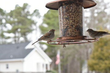 Wall Mural - bird on a feeder.
bird house on a branch. feeder in the forest.