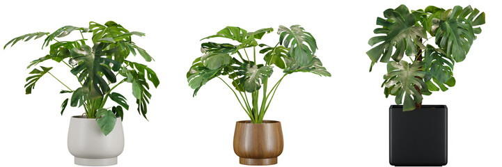 indoor decoration potted monstera plants isolated on transparent or white background, photoreal 3d r