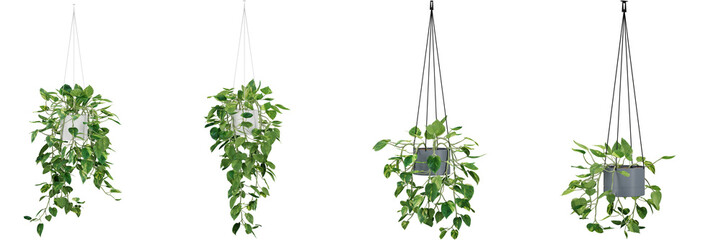 indoor decoration hanging potted plants isolated on transparent or white background, photoreal 3d render