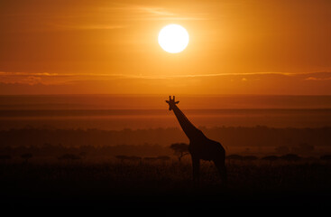 Wall Mural - a giraffe in the maasai mara, africa