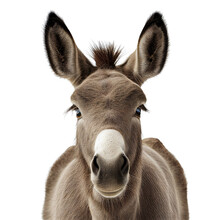 Donkey Face Shot Isolated On Transparent Background Cutout