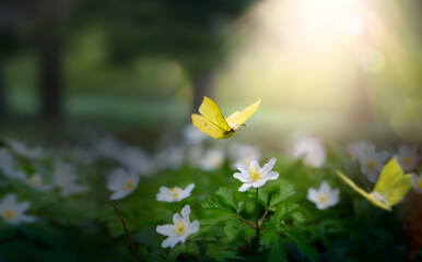 Aufkleber - forest meadow with white spring flowers and yellow butterflies on a sunny day. Easter morning