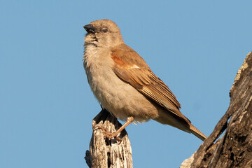 Poster - Moineau sud africain,.Passer diffusus, Southern Grey headed Sparrow