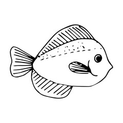 Wall Mural - Single vector element is a flounder fish.