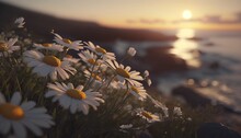  A Bunch Of Daisies Are Growing On A Cliff By The Ocean At Sunset Or Sunrise Or Sunset, With The Sun Setting Over The Water And The Ocean In The Distance.
