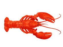 Lobster On White Background