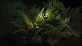 Fototapeta Las -  a fern is lit up in the dark by the light of a lamp on a rock in the grass near a rock and some rocks.  generative ai