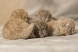 Sesja zdjęciowa nowo narodzonych tygodniowych kociaków brytyjskich krótkowłosych niebieskowłosych rasowych Brytyjczyków.