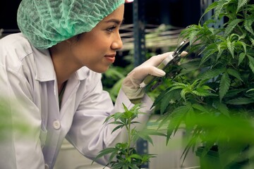 Wall Mural - Closeup female scientist cutting, trimming gratifying young cannabis plant leaf on a pot in the laboratory for CBD extraction for cannabis-based medical products.