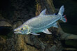 Fish under water, goliath tigerfish, Hydrocynus goliath
