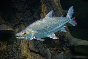 Wall Mural - Fish under water, goliath tigerfish, Hydrocynus goliath