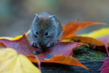 A Close Up Of A Cute And Funny Forest Mouse Eating Sunflowers Seeds On The Bright Red Maple Leaf With Blurred Forest And Fallen Yellow Leaves Background In Autumn 
