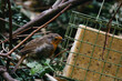 European robin (Erithacus rubecula) perched on a  branch in a green bush in spring time, eating from a suet block