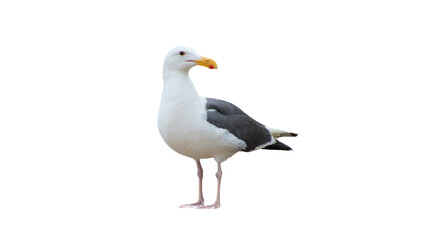 isolated standing seagull on blank background