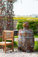 A beautiful place to relax in the spring. A wooden chair against the backdrop of green fields, an old barrel entwined with wild grapes. The province of South Holland