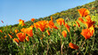 Low angle view of bright orange California poppies super bloom on green hillside under blue sky.