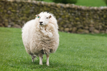 Wall Mural - Sheep in a green field in Snowdonia, Wales, UK