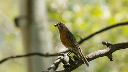 Wall Mural - An American Robin in perched on an aspen branch in the forest near Kolob reservoir Utah, USA, holding several bugs in it's beak on a warm summer day.