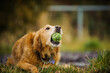 Golden Retriever dog lying down holding ball in mouth
