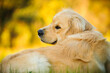 Golden Retriever puppy dog looking back