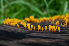 Small Bright Yellow Fungi Growing From A Rotten Tree In Penang