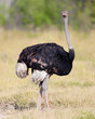 ostrich in the wild in Africa