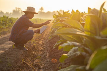 Canvas Print - Farmer working in the tobacco field. Man is examining and using digital tablet to management, planning or analyze on tobacco plant after planting. Technology for agriculture Concept