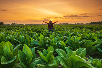 asian farmer working in the field of tobacco tree, spread arms and raising his success fist happily 