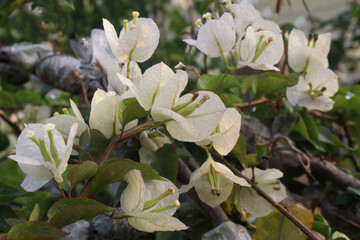 white colored Bougainvillea White Flower on tree