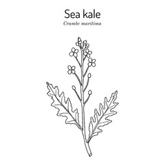 Wall Mural - Seakale or crambe (Crambe maritima), edible and medicinal plant