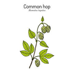 Wall Mural - Common hop Humulus lupulus, medicinal plant.