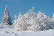 Ice covered trees and a traffic sign full of snow and ice in Rhön