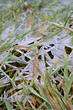 Eis auf grünem Rasen Landschaftsschutzgebiet Wernaue bei Ettleben im Winter, Werneck, Schweinfurt, Deutschland
