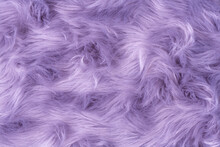 Purple Fur Texture Top View. Purple Or Lilac Sheepskin Background. Fur Pattern. Texture Of Lilac Shaggy Fur. Wool Texture. Sheep Fur Close Up