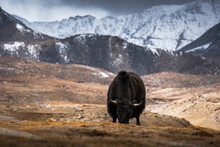 Wild Yak, Bos Mutus, Large Bovid Native To The Himalayas, Winter Mountain Codition, Tso-Kar Lake, Ladakh, India.