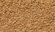 Wheat grains view from the top,background,