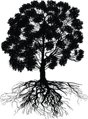 Wall Mural - black oak tree and root isolated on white