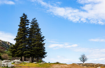 beautiful nature view of two big spruces and small tree near ruins of ancient city