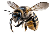 Bee In Flight On Transparent Background, Generative AI