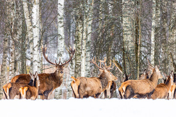 Naklejka na meble Winter wildlife landscape with noble deers Cervus Elaphus. Many deers in winter. Natural habitat. Winter Christmas image