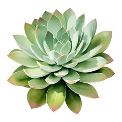 Wall Mural - Succulent Plant Top View Isolated Detailed Hand Drawn Painting Illustration