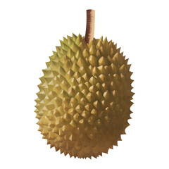 Wall Mural - Durian King of Fruits Isolated Detailed Hand Drawn Painting Illustration