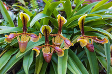 Paphiopedilum-villosum, Beautiful Rare Wild Orchids In Tropical Forest Of Thailand.