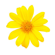 Sunflower Blossom Yellow Flower Free Stock Photo - Public Domain Pictures